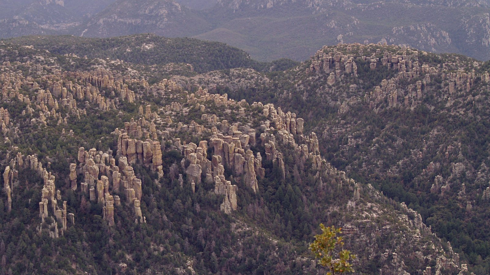 Rows of volcanic rock spires on forested ridges at Chiricahua National Park in southeastern Arizona