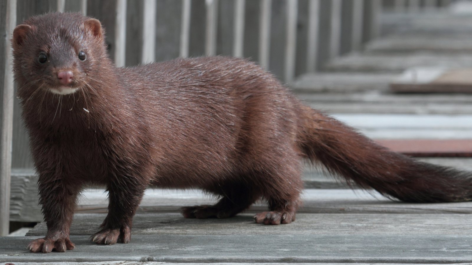 A dark brown American mink standing on a weathered wooden boardwalk